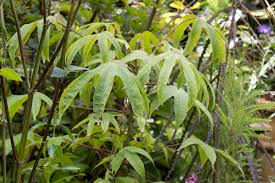 Kalopanax Septemlobus Seeds for Planting – Heirloom, Non-GMO Aralia with High Germination Rate