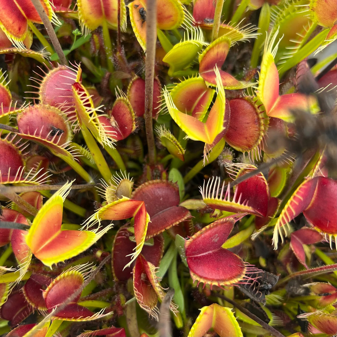 Red Catching Plant or Venus Fly Trap Insectivorous Plant Planting Seeds for Garden 100 pcs