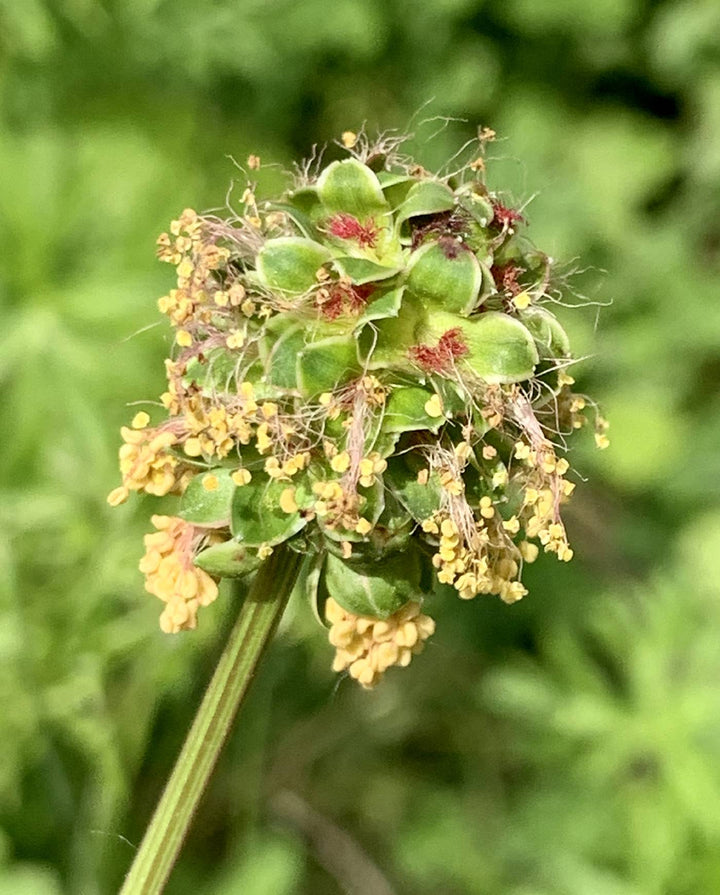 Heirloom Non-GMO Sanguisorba Flower Seeds for Planting – Unique Ornamental Garden Seeds