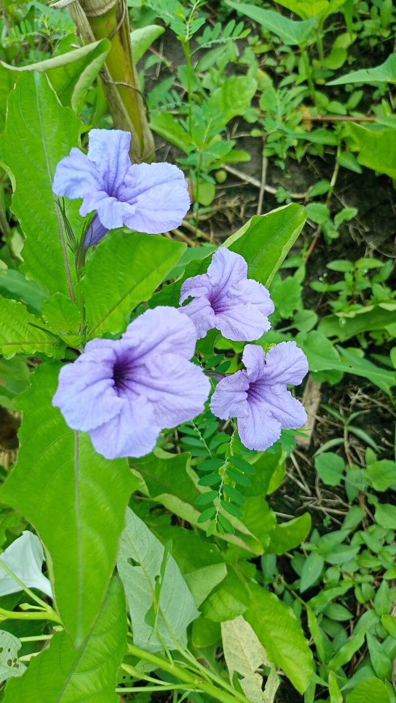 Ruellia Tuberosa Flower Seeds – Heirloom, Non-GMO, High Germination Organic Garden Seeds for Planting