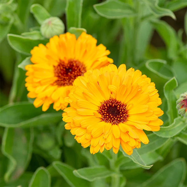 Calendula Marigold Flower Seeds, Heirloom, Non-GMO Seeds for Bright Home Garden Blooms
