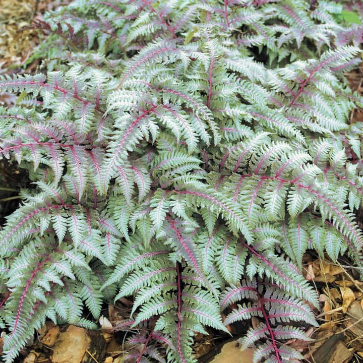 Fern Grey Plant Seeds for Planting 100 pcs