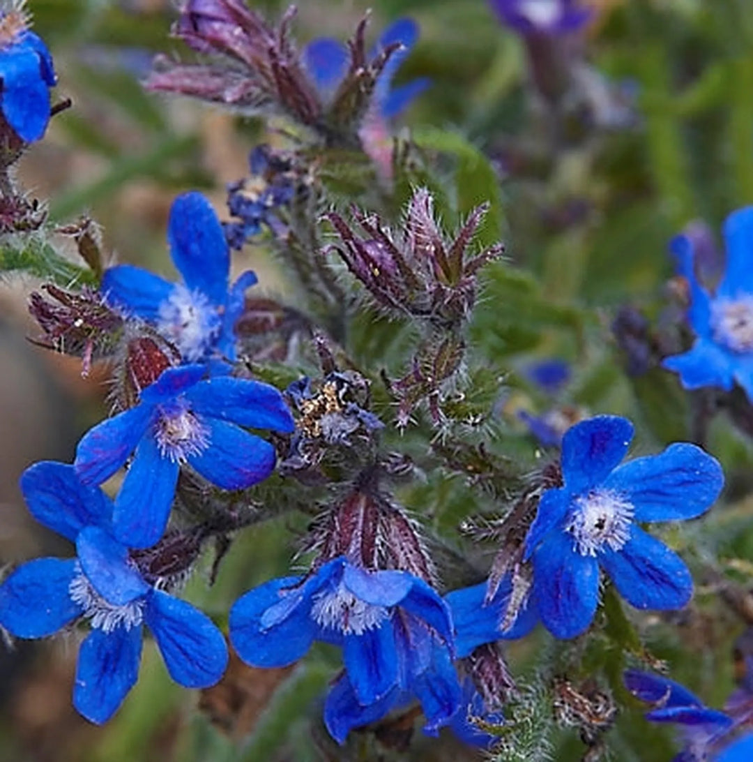 Anchusa Blomsterfrø til Plantning ,Heirloom Frø -100 stk