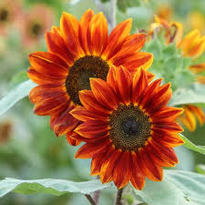 Orange Mini Sunflower Seeds for Planting – Heirloom, Non-GMO, High Germination Dwarf Sunflower Seeds for Home Gardens & Pots