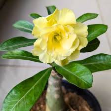 Light Lemon Yellow Adenium Flower Seeds for Planting – Heirloom, Non-GMO, High Germination Tropical Succulent Seeds