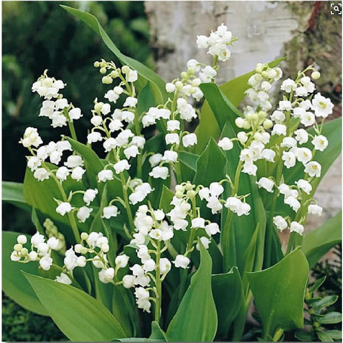 Bell Orchid Flower Seeds for Planting – 100 pcs