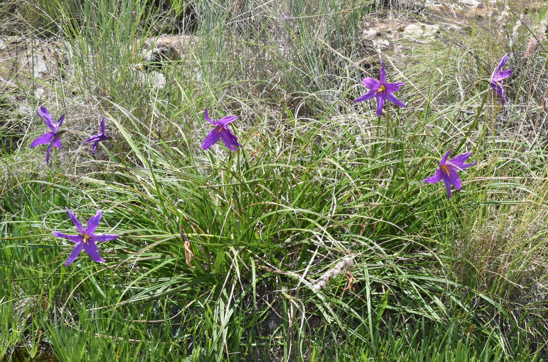 Xerophyta Viscosa blomsterfrø til plantning, arvestykke, ikke-GMO, 100 stk.