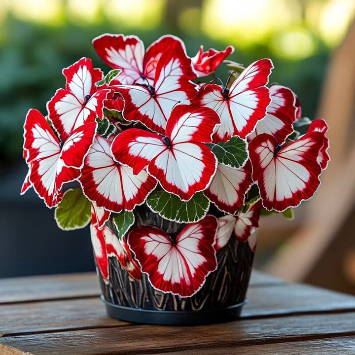 Ruby Moonlight Butterfly Begonia Flower Seeds | Heirloom Non-GMO High Germination Seeds for Planting Organic Garden Seeds