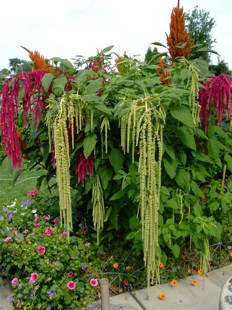 Blandede Caudatus blomsterfrø til plantning - 100 stk