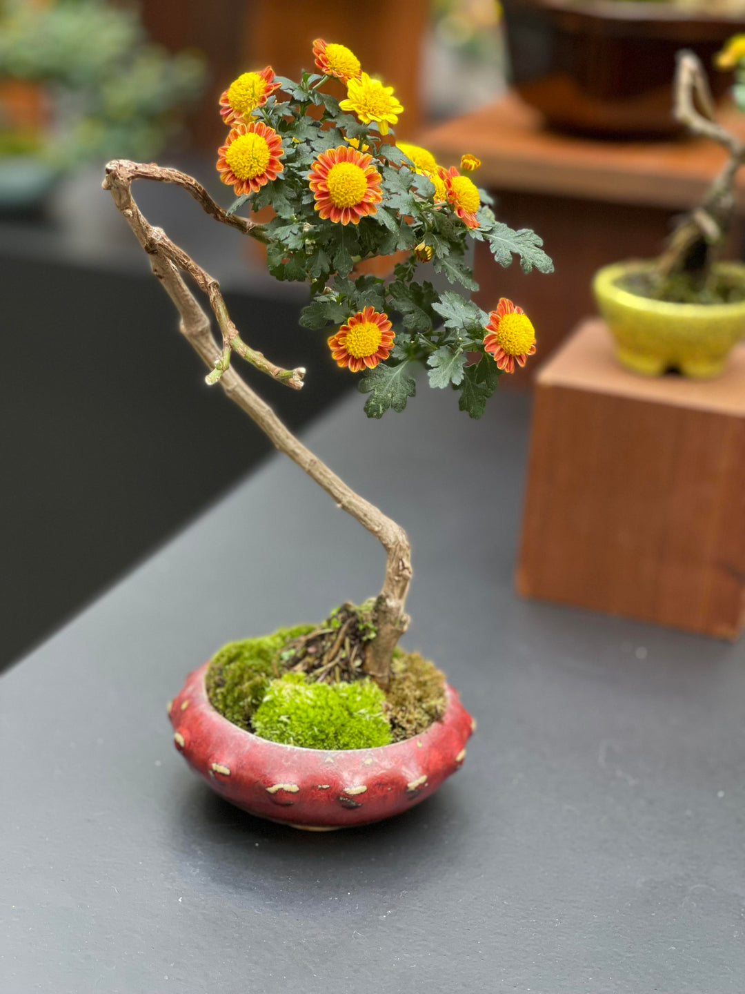 chrysanthemum chrysanthemum flower seeds