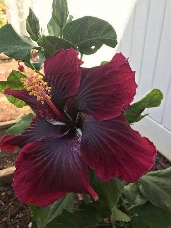 Rød Sort Hibiscus Blomsterfrø 100 stk