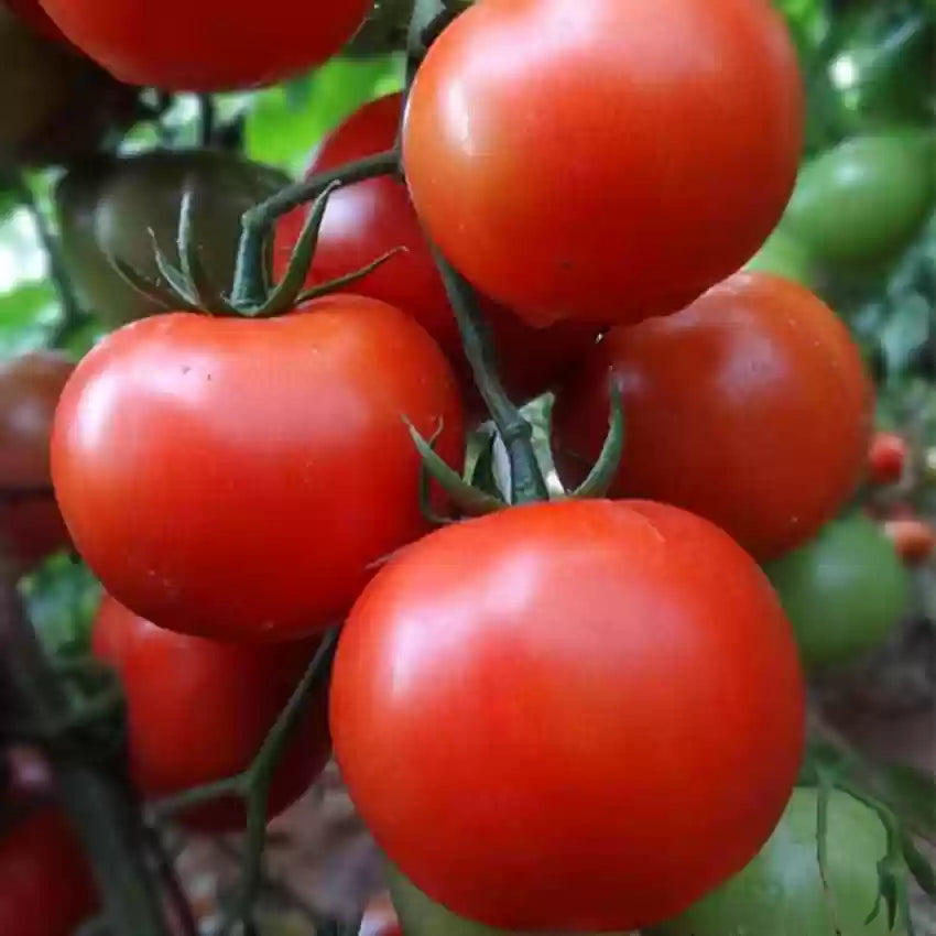 Burpee Celebrity Hybrid røde tomatfrø Heirloom Ikke-GMO grøntsagsfrø