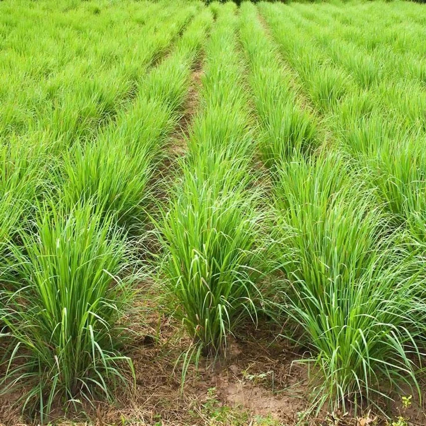 Premium Lemongrass Seeds for Planting – Non-GMO, High Germination Heirloom Organic Garden Seeds for Home Garden & Backyard