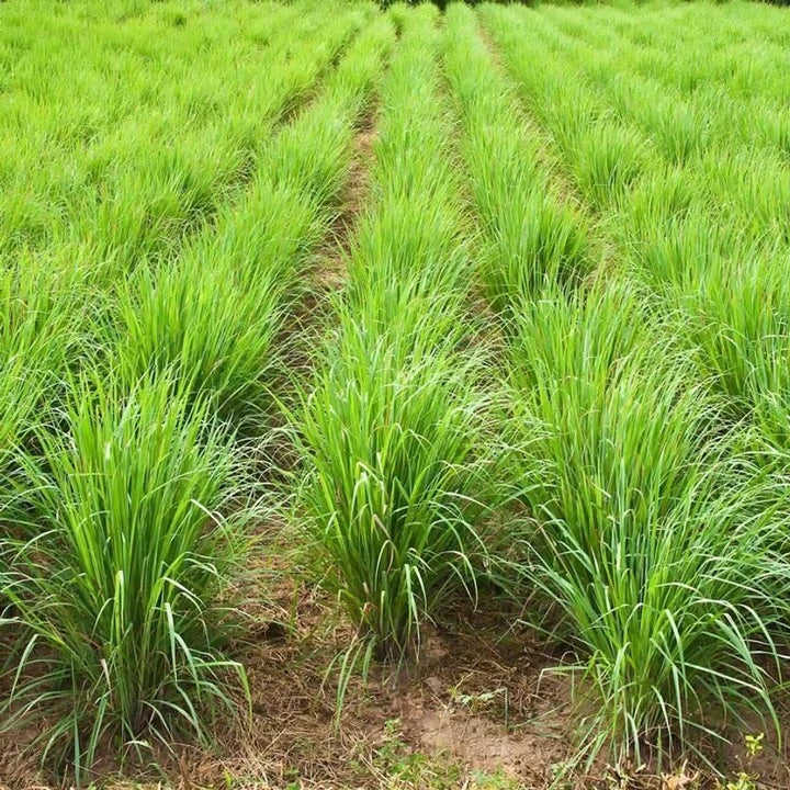 Premium Lemongrass Seeds for Planting – Non-GMO, High Germination Heirloom Organic Garden Seeds for Home Garden & Backyard