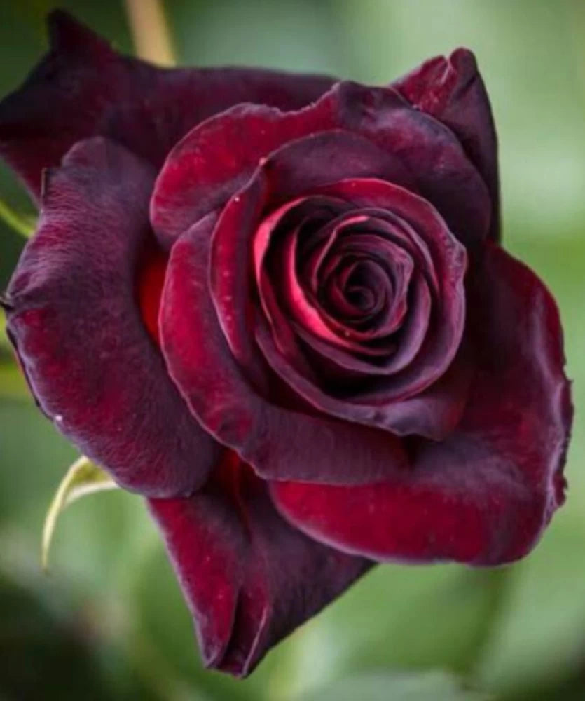 Black Red Rose Flower Seeds - 100 pcs