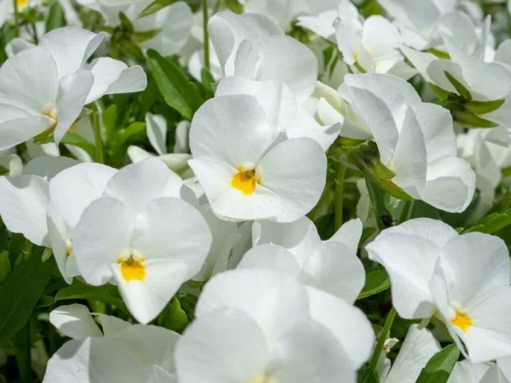 Tricolor Pansy Flower Seeds for Planting, White, 100 pcs