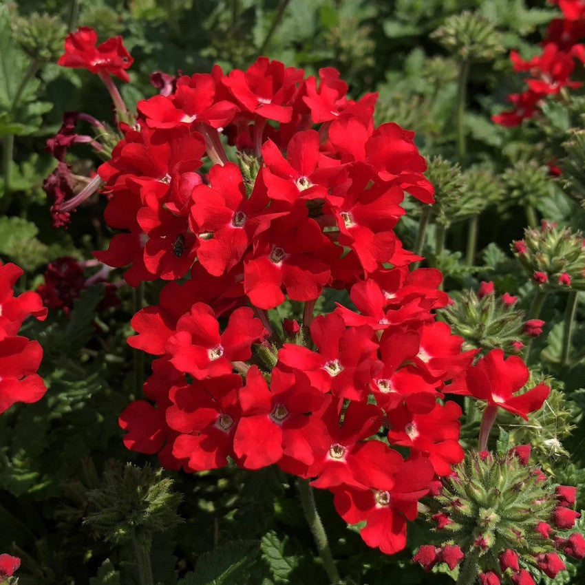 verbena scarlet flower seeds