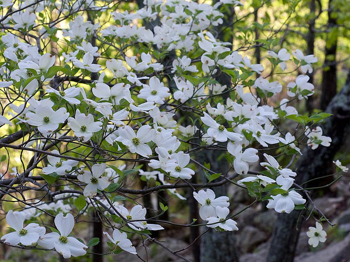 Cornus Flower Seeds for Planting - 100 pcs