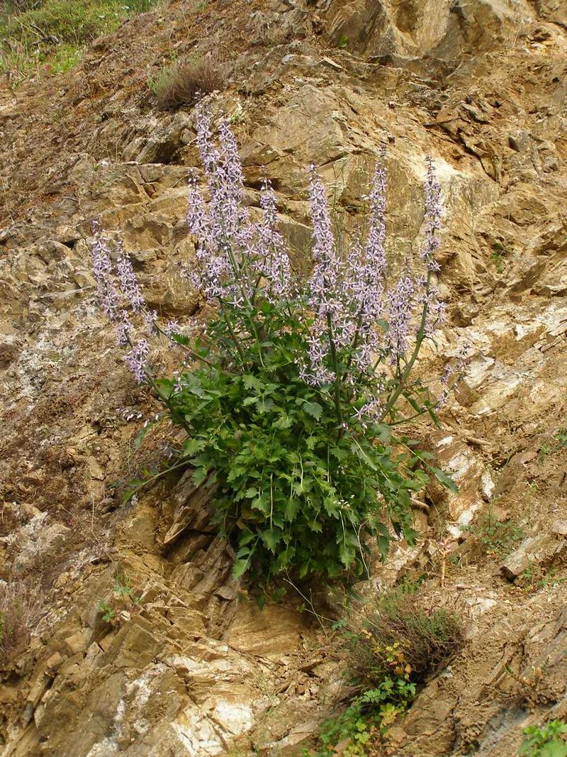 Blå Petromarula Pinnata plantefrø til udplantning - 100 stk