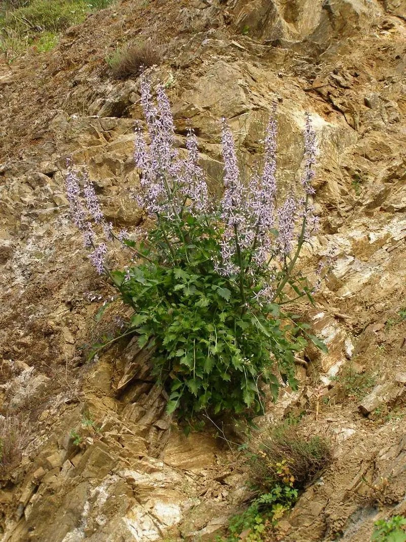 blue petromarula flower seeds
