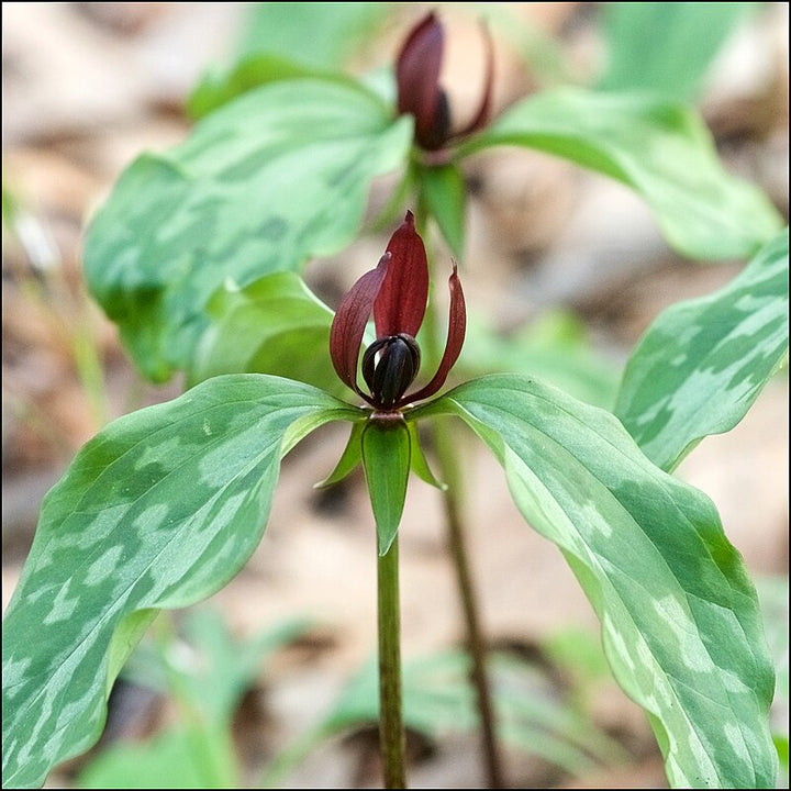 Green Trillium Plant Seeds for Planting - 100 pcs