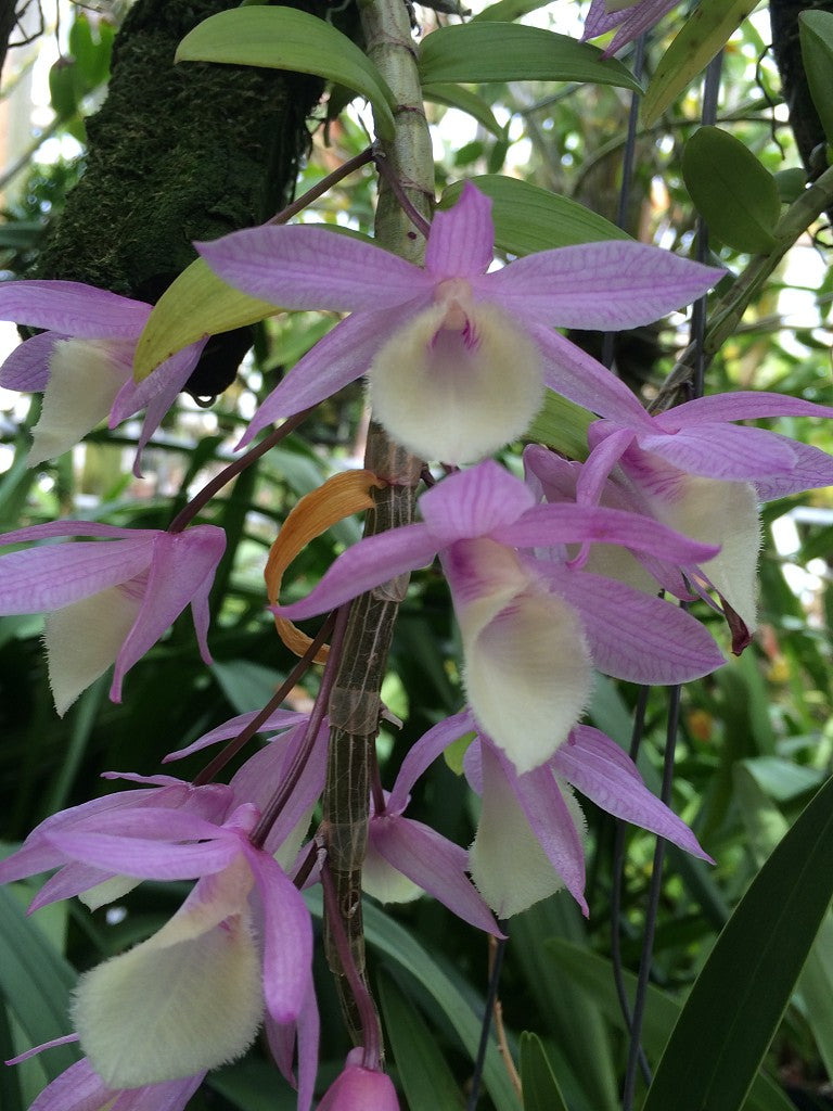 Heirloom Non-GMO Dendrobium Aphyllum Orchid Seeds – Fragrant Hooded Orchid Seeds for Tropical Gardens