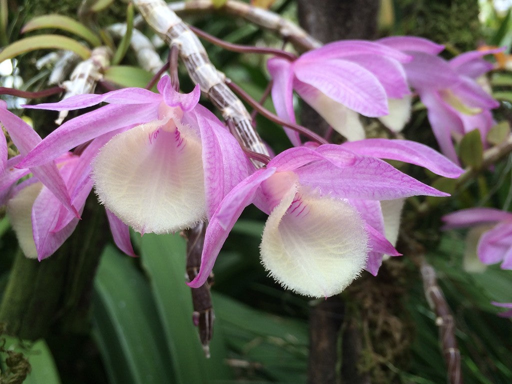 Heirloom Non-GMO Dendrobium Aphyllum Orchid Seeds – Fragrant Hooded Orchid Seeds for Tropical Gardens