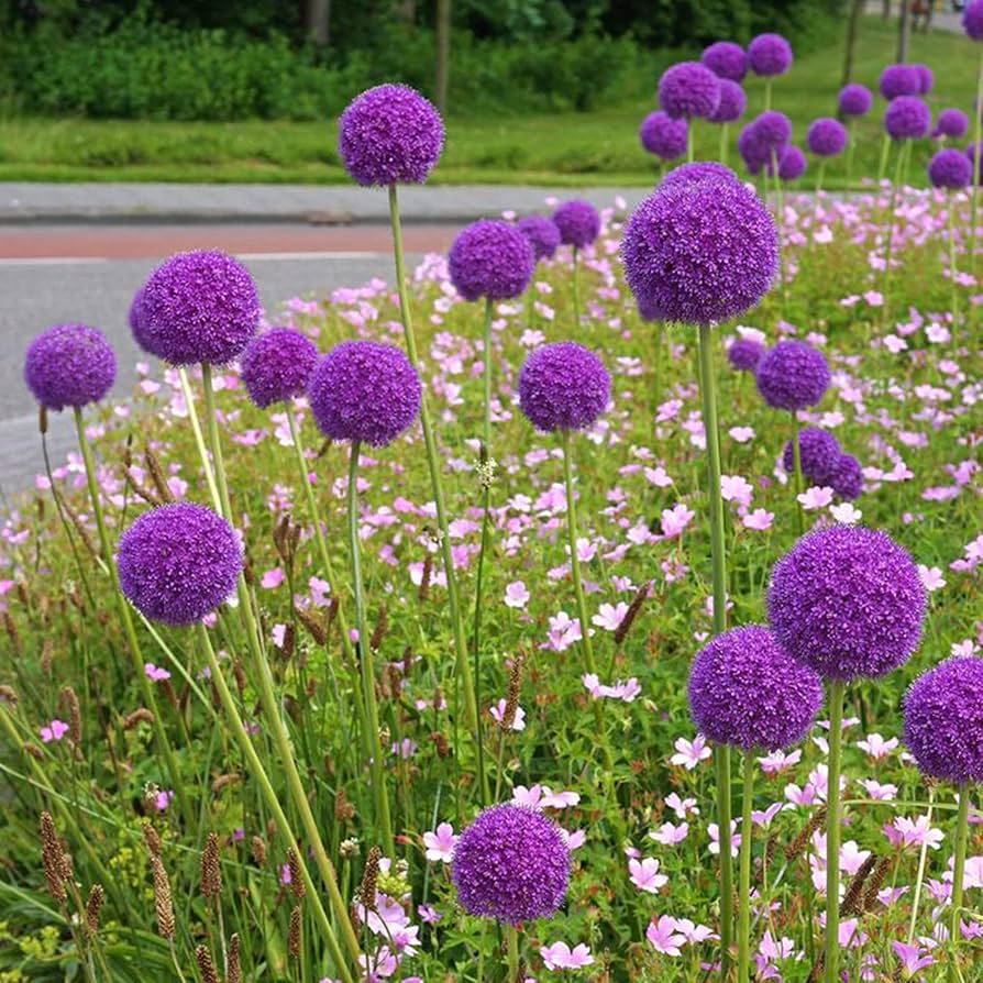 giant allium flower seeds
