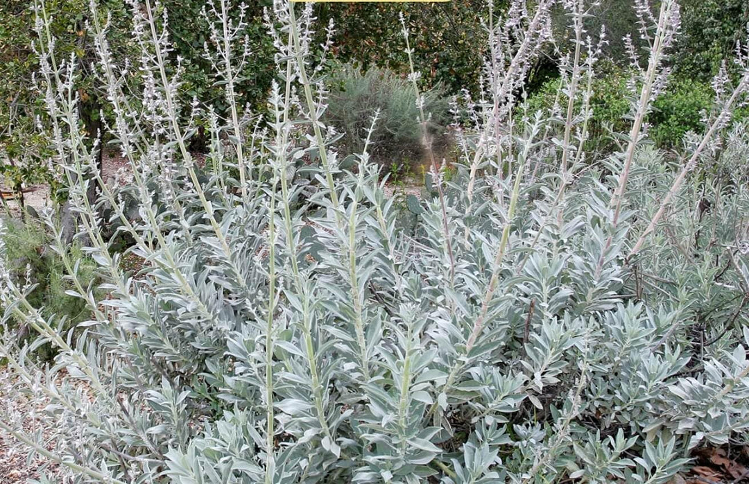 apiana plant flower seeds