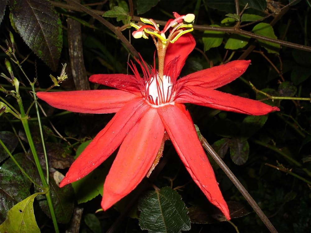 passiflora coccinea flower seeds