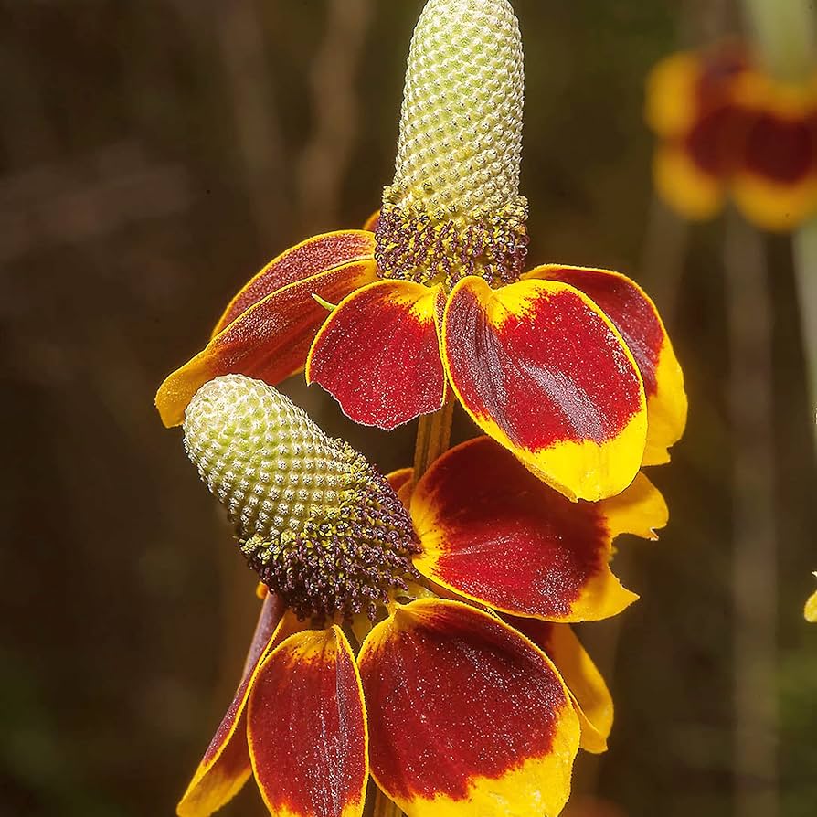 Heirloom Ratibida Columnaris Seeds – Non-GMO Flower Seeds for Planting | High Germination Organic Garden Blooms