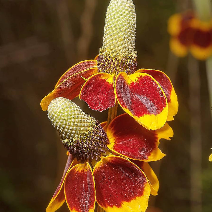 Heirloom Non-GMO Ratibida Flower Seeds for Planting – Hardy Native Wildflower Blooms | High Germination