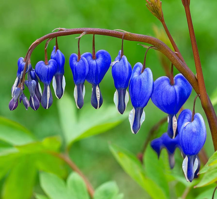 Blue Bleeding Heart Flower Seeds for Planting - 100 pcs