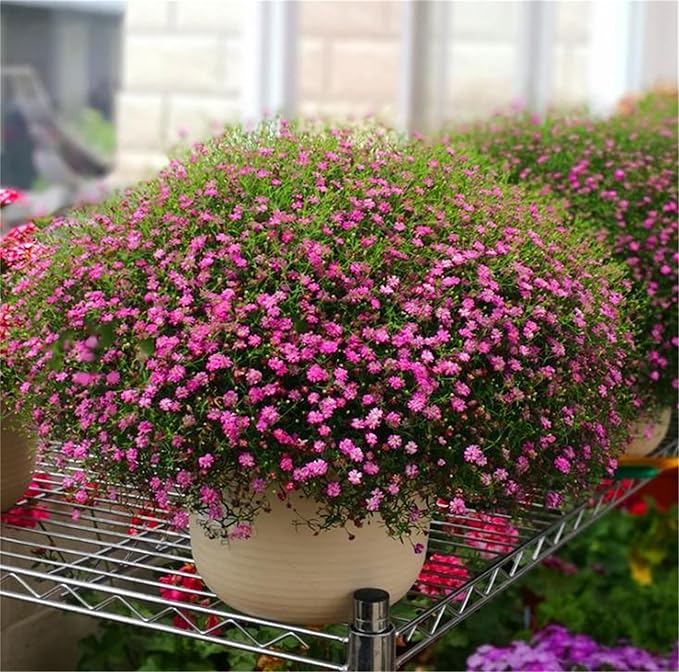 gypsophila gypsophila flower seeds