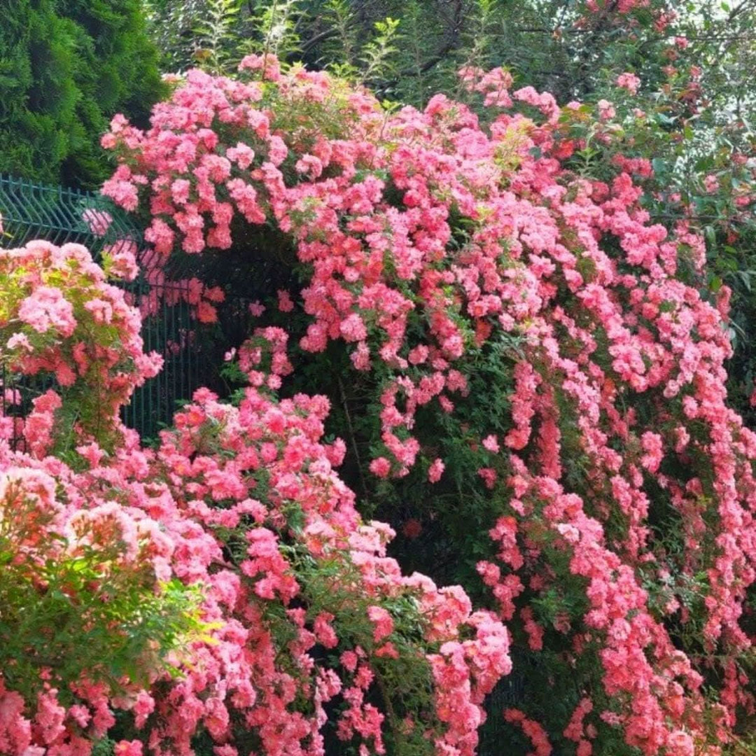 heirloom climbing flower seeds