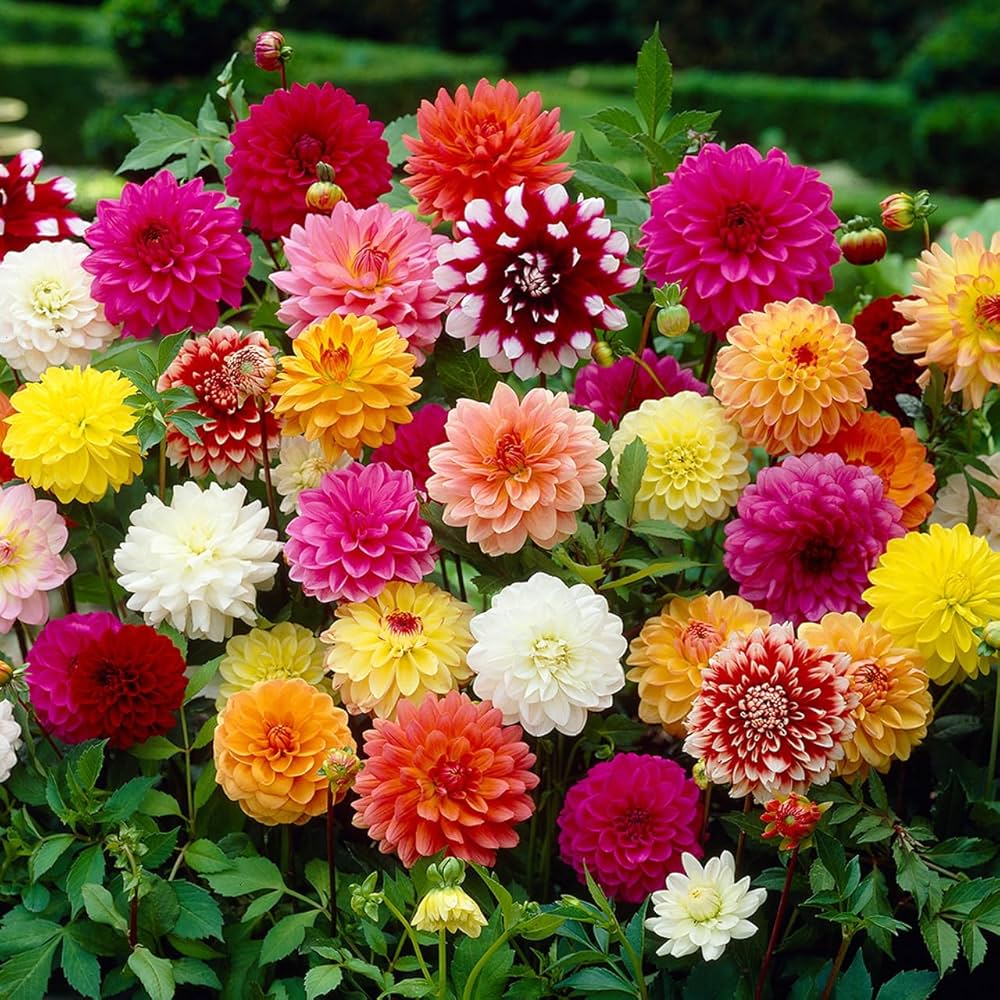 Fresh Dahlia Flower Seeds for Planting, Mixed Colour 100 pcs