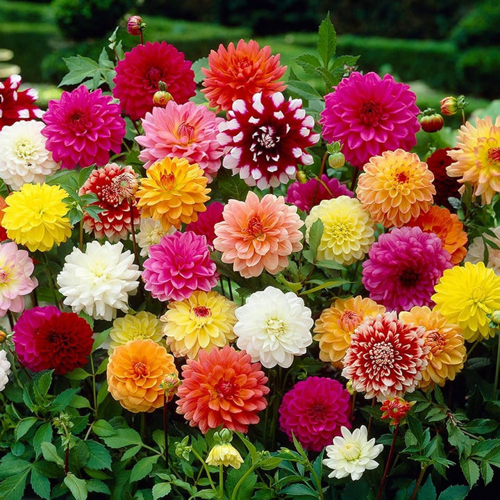 Fresh Dahlia Flower Seeds for Planting, Mixed Colour 100 pcs