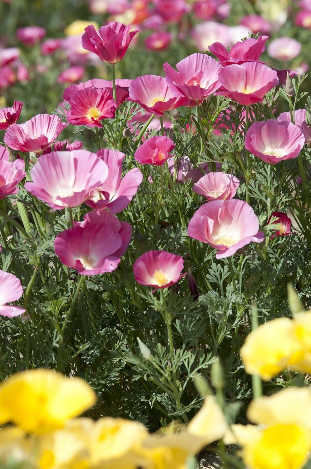Flower Seeds, Seeds for Planting, Plant Seeds