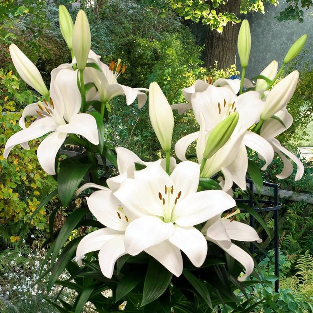 lily lilium flower seeds