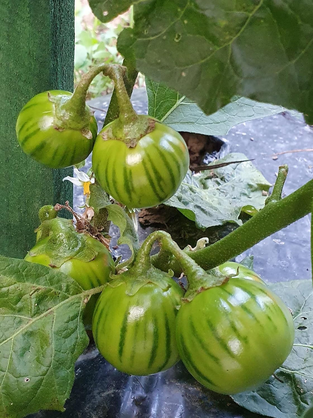 Dark Green Eggplant Vegetable Seeds