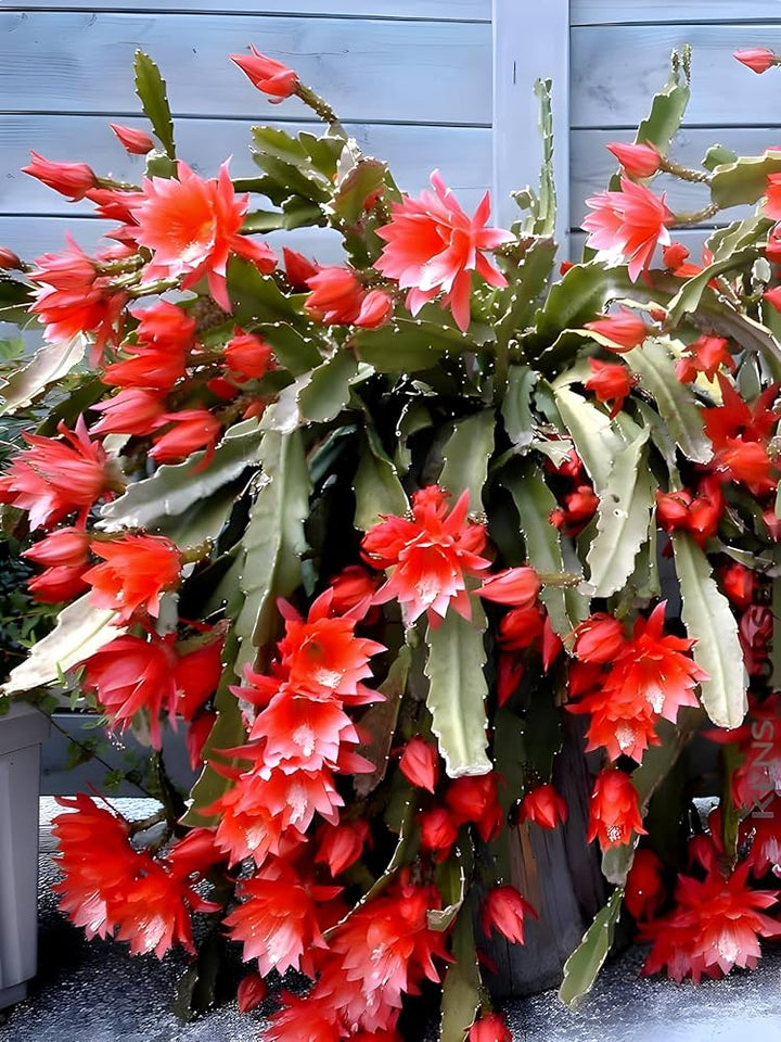 Red Epiphyllum Oxypetalum Flower Seeds for Planting – Heirloom, Non-GMO, High Germination Organic Garden Seeds