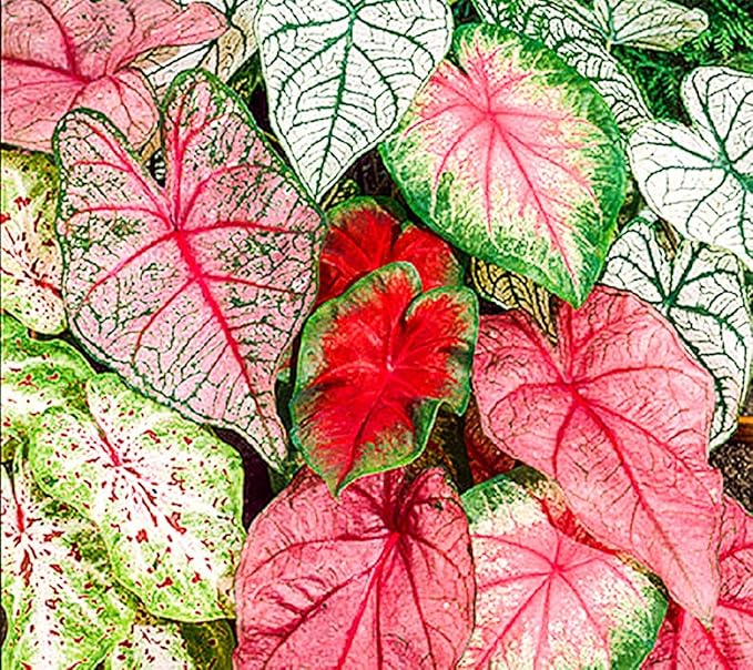 Caladium Bicolor Green Mix Flower Seeds for Planting 100 pcs