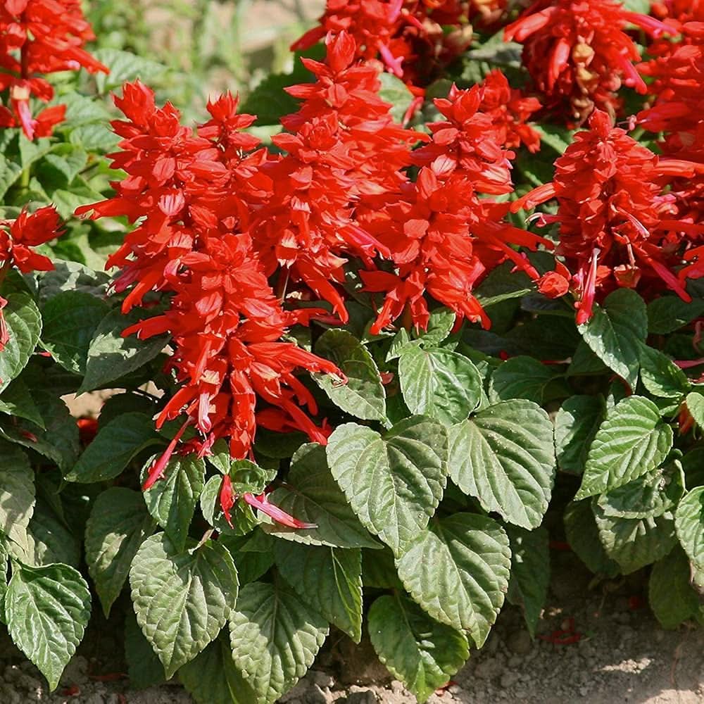 scarlet sage flower seeds