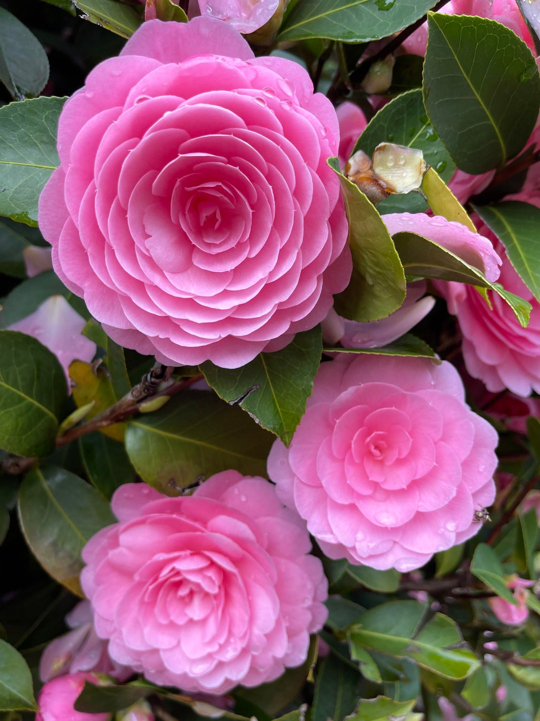 japanese camellia flower seeds
