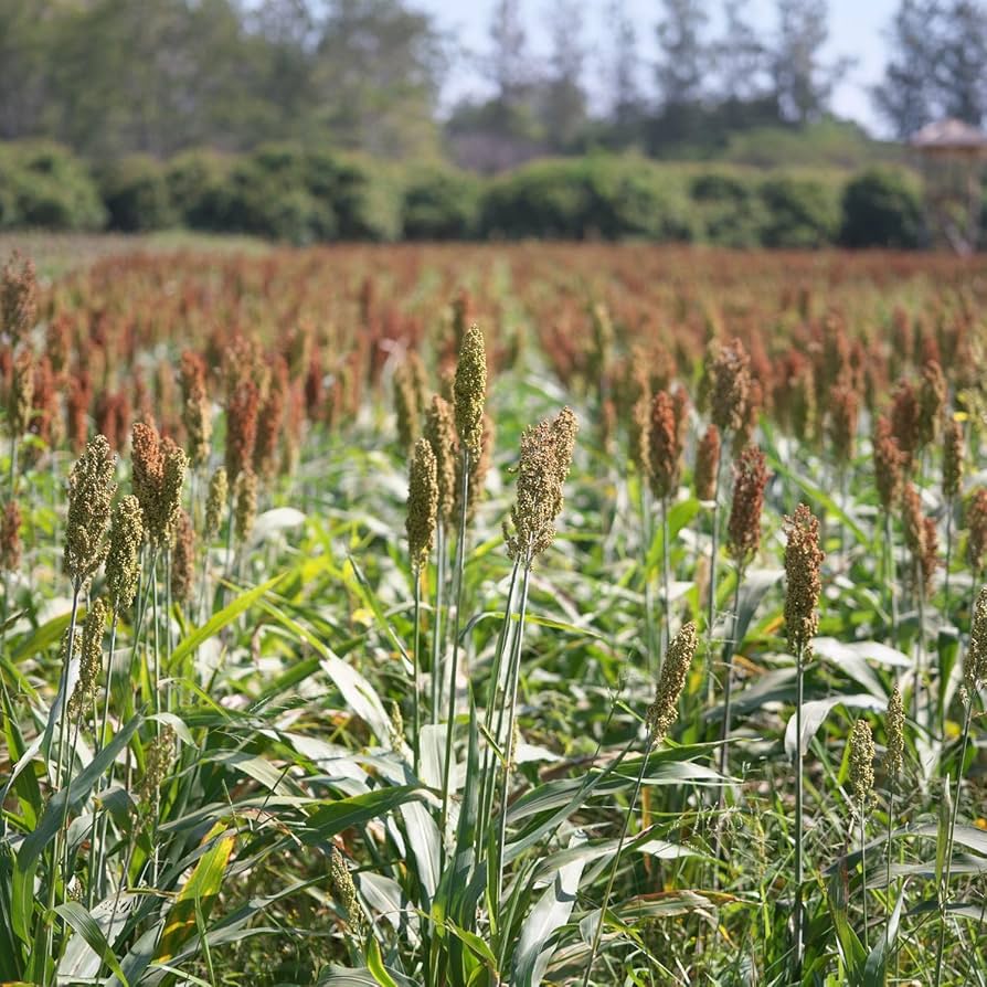 Japanese Reed Millet Seeds for Planting – High-Yield Ornamental and Wildlife Forage Grass, Heirloom Non-GMO Seeds
