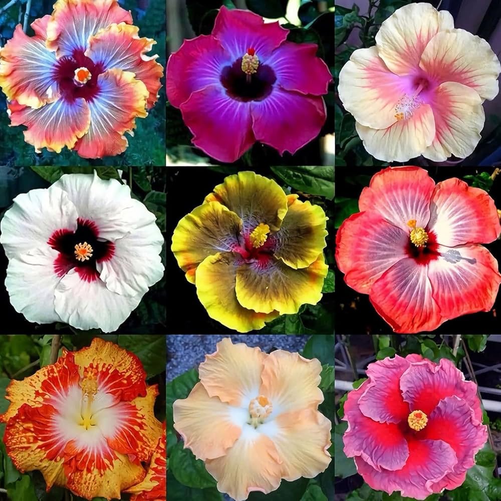 purple hibiscus flower seeds