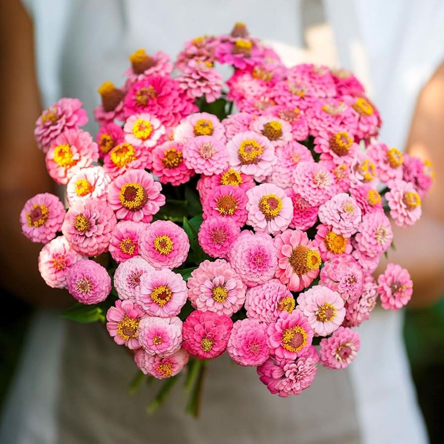 zinnia bon flower seeds