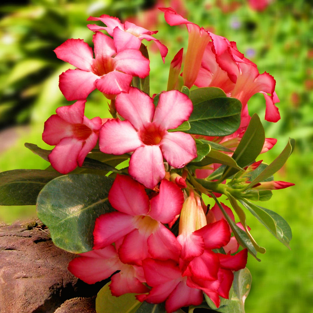 Pink White Adenium Flower Seeds for Planting - 100 pcs