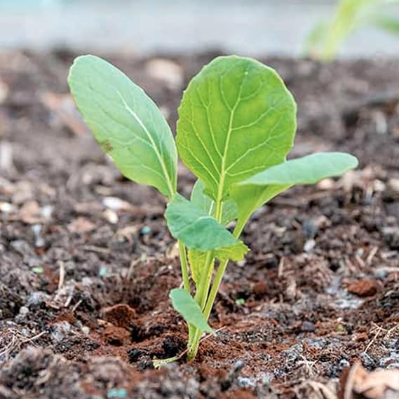 Brussels Sprouts Long Island Seeds – Heirloom, High Yield, Cold-Resistant