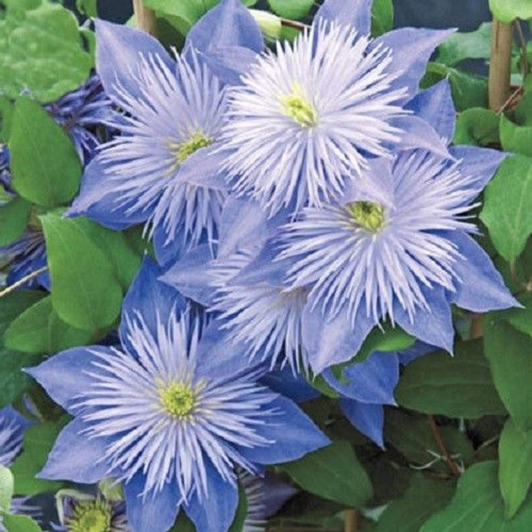 Heirloom Non-GMO Light Blue Clematis Flower Seeds for Planting – Vibrant Climbing Vine Seeds